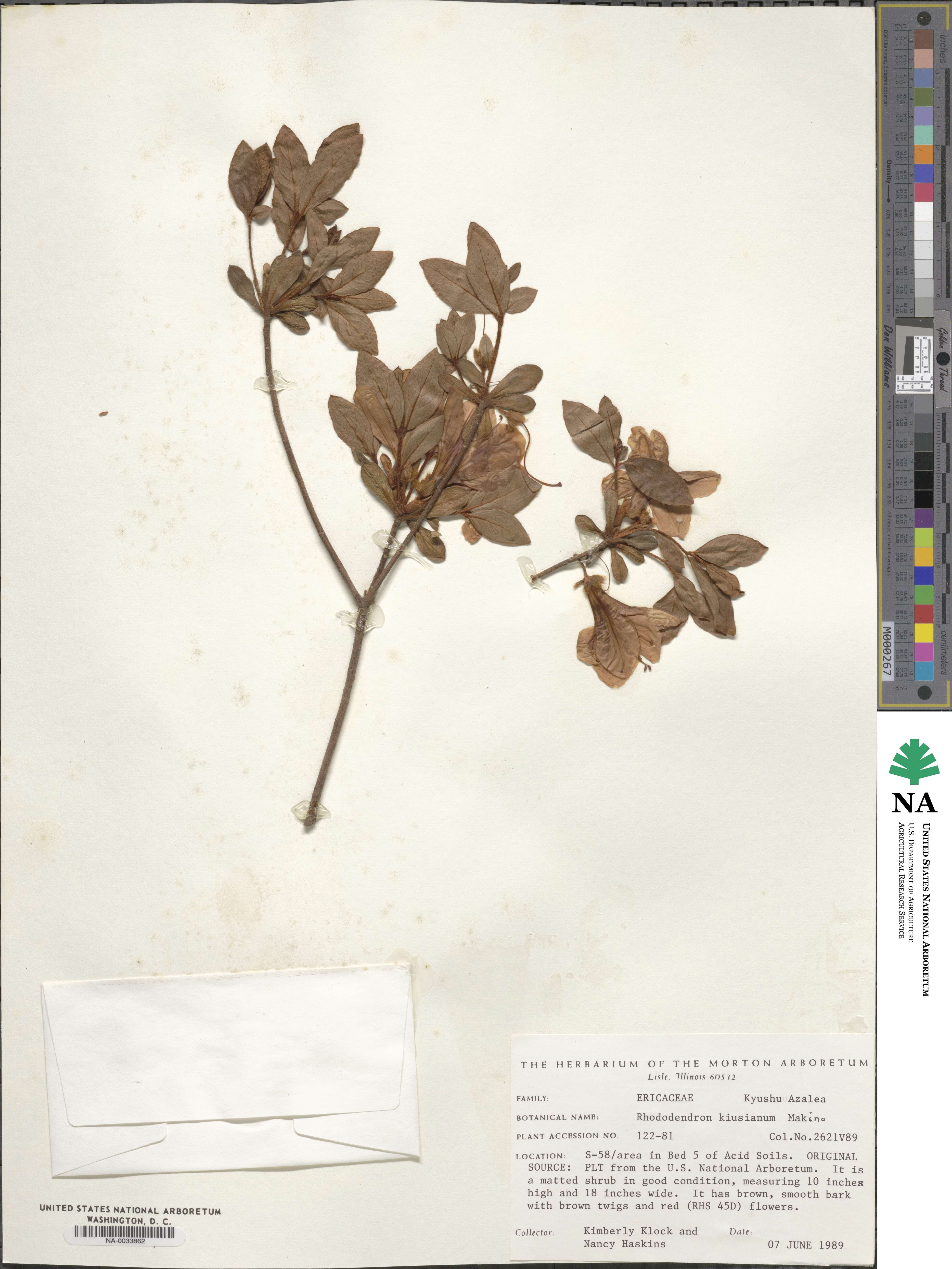 Rhododendron kiusianum image