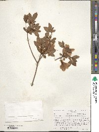Rhododendron kiusianum image
