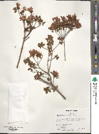 Rhododendron kiusianum image