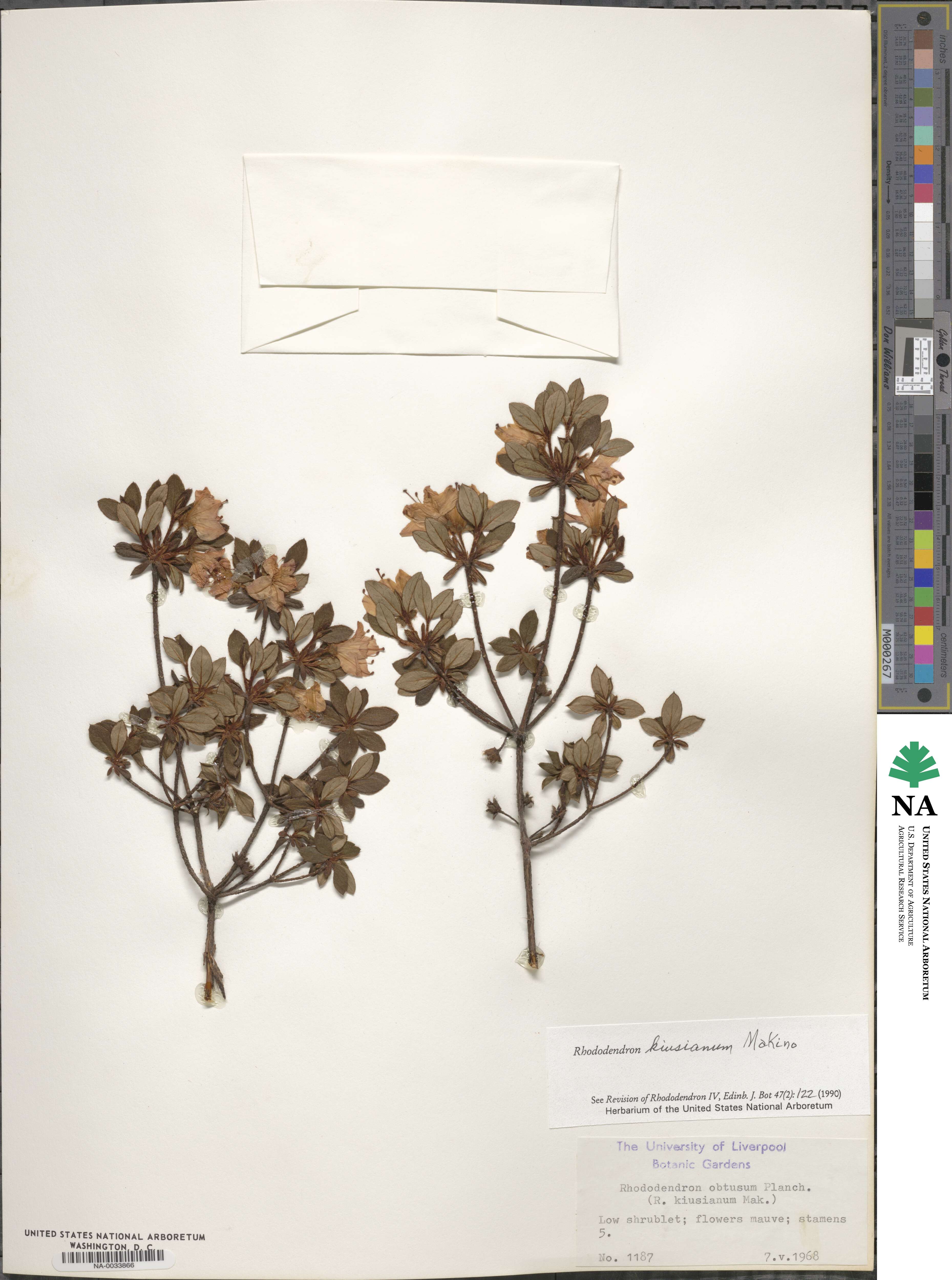Rhododendron kiusianum image
