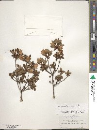 Rhododendron kiusianum image