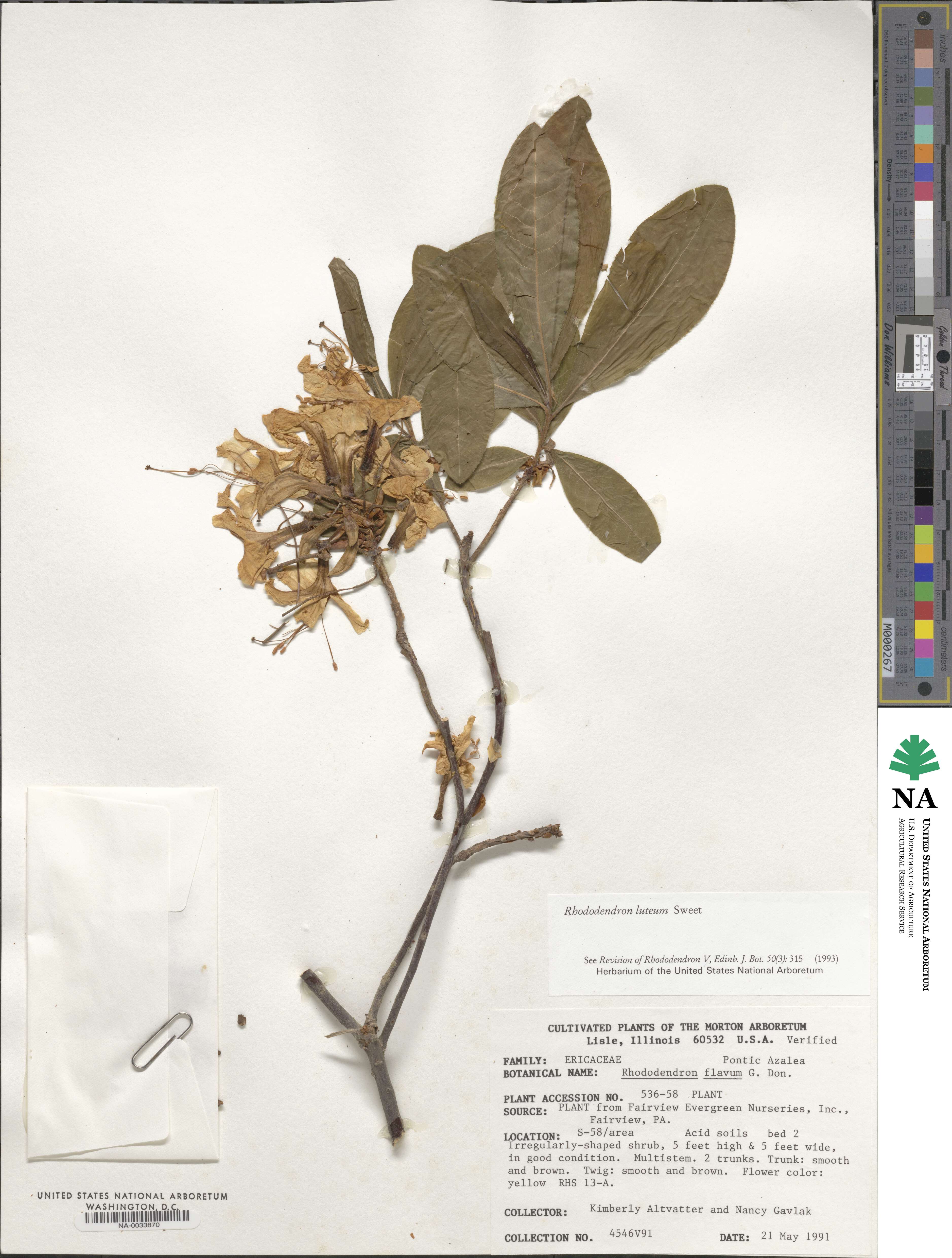 Rhododendron luteum image