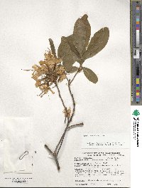 Rhododendron luteum image