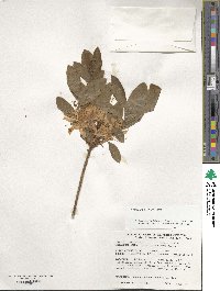 Rhododendron luteum image