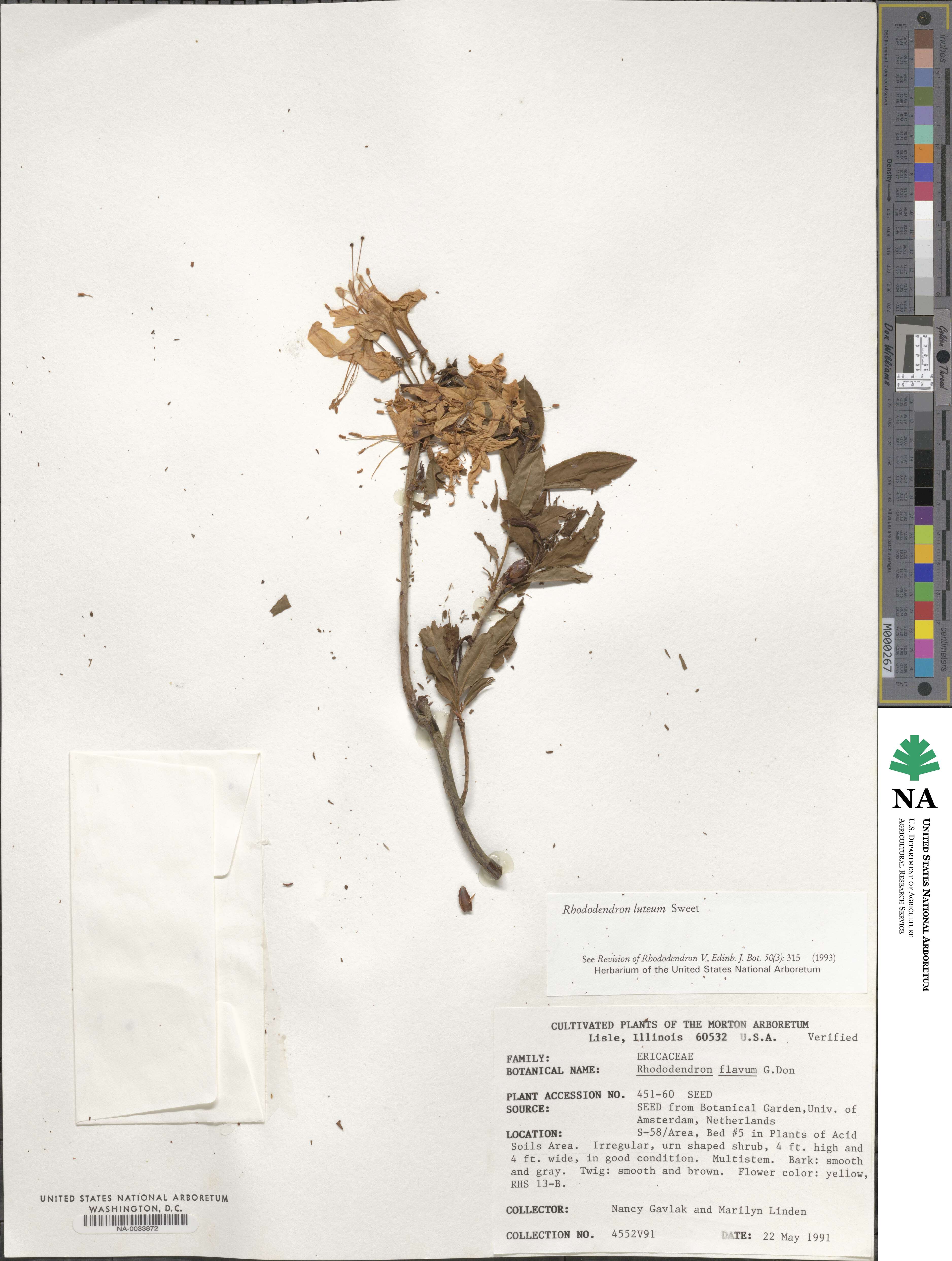 Rhododendron luteum image