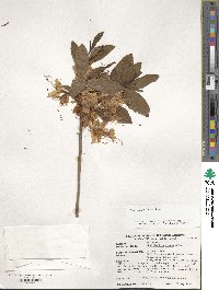 Rhododendron luteum image