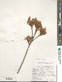 Rhododendron luteum image