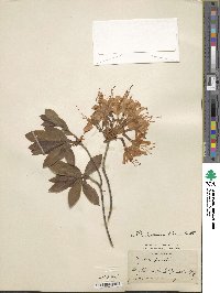 Rhododendron luteum image