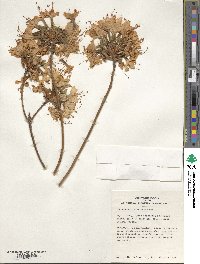 Rhododendron luteum image