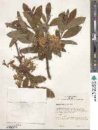 Rhododendron luteum image