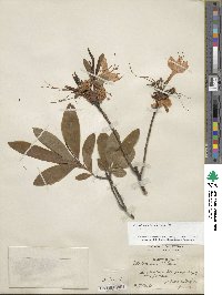 Rhododendron luteum image