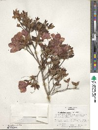 Rhododendron indicum image