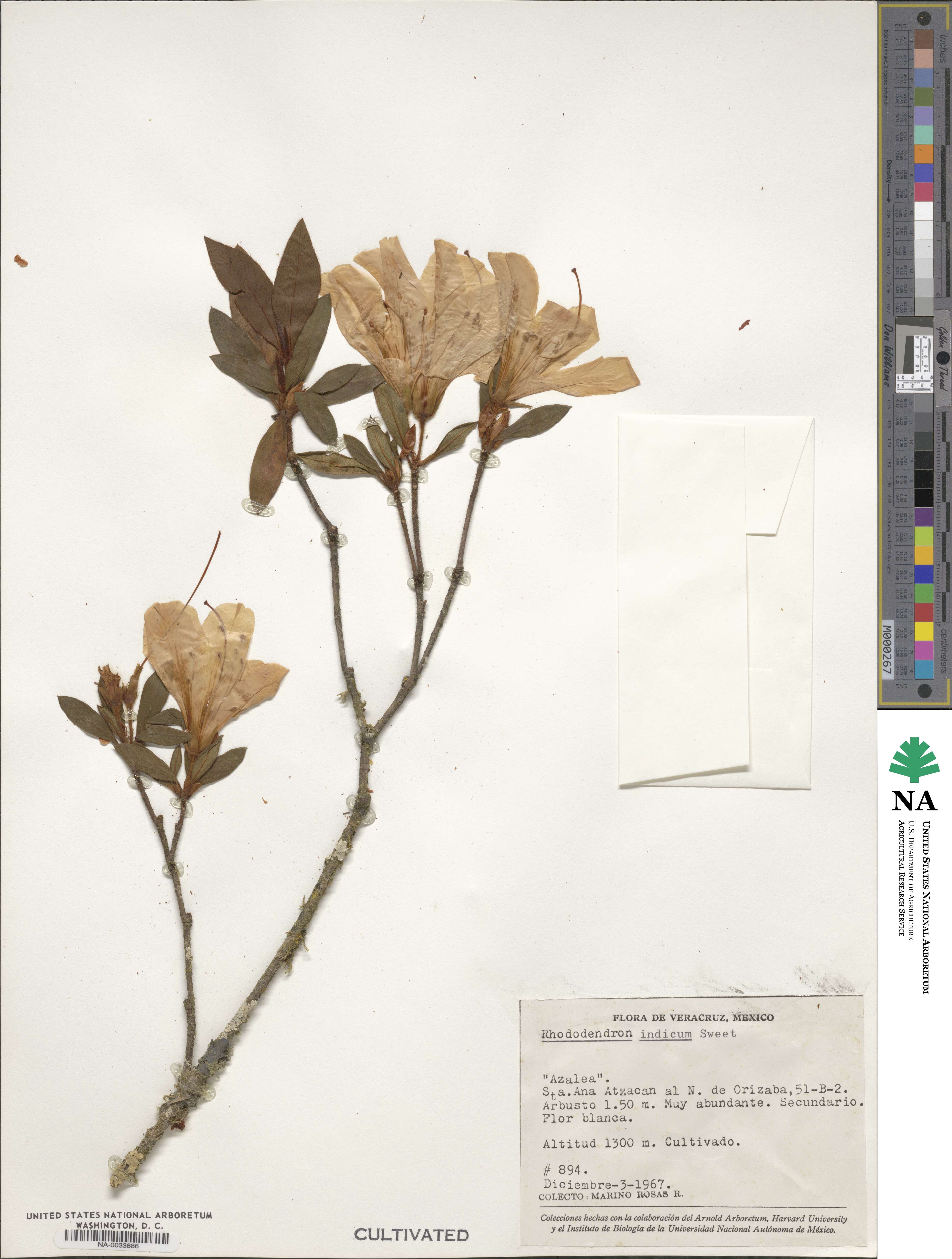 Rhododendron indicum image