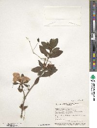 Rhododendron indicum image