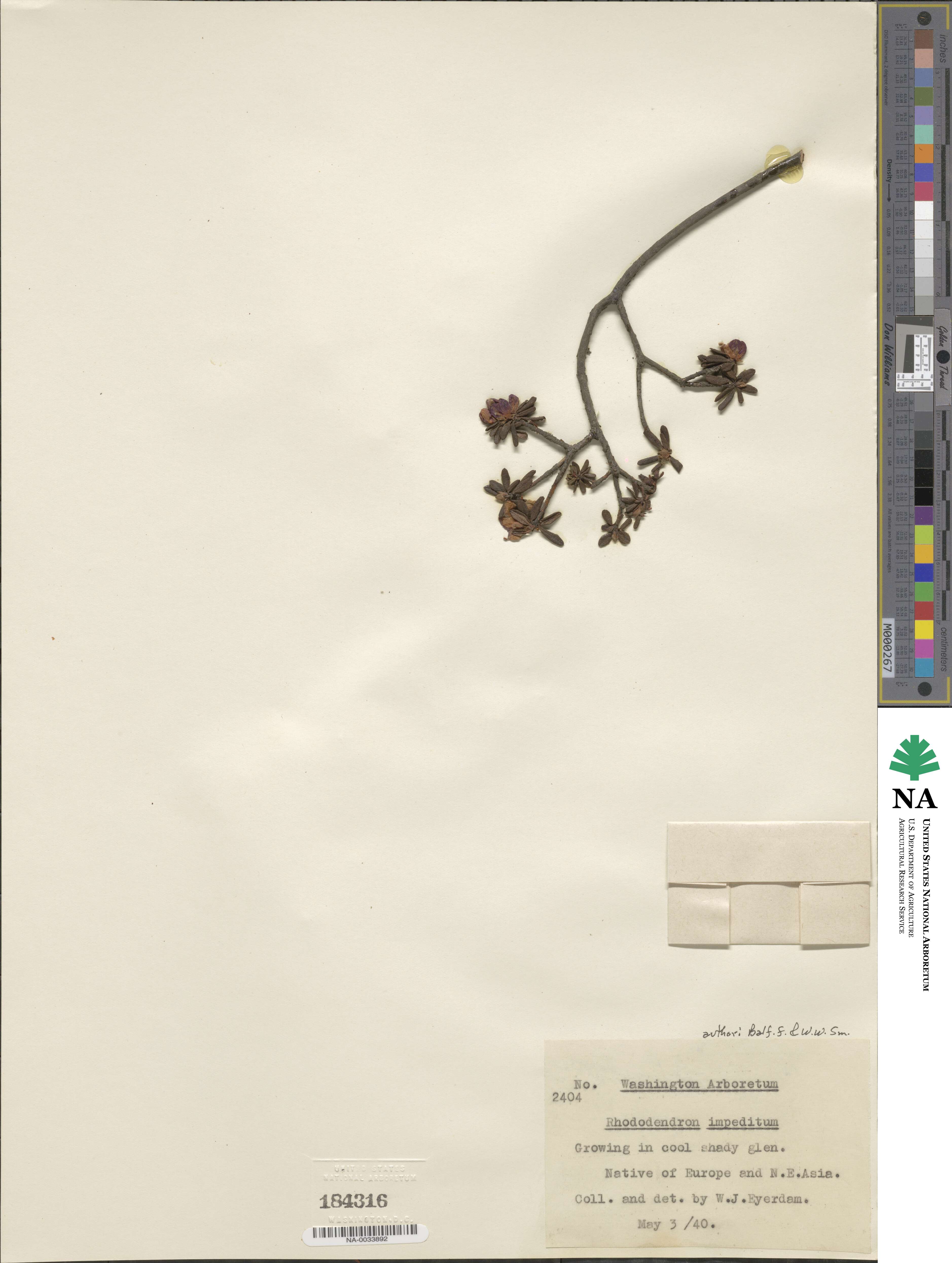 Rhododendron impeditum image