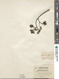 Rhododendron impeditum image