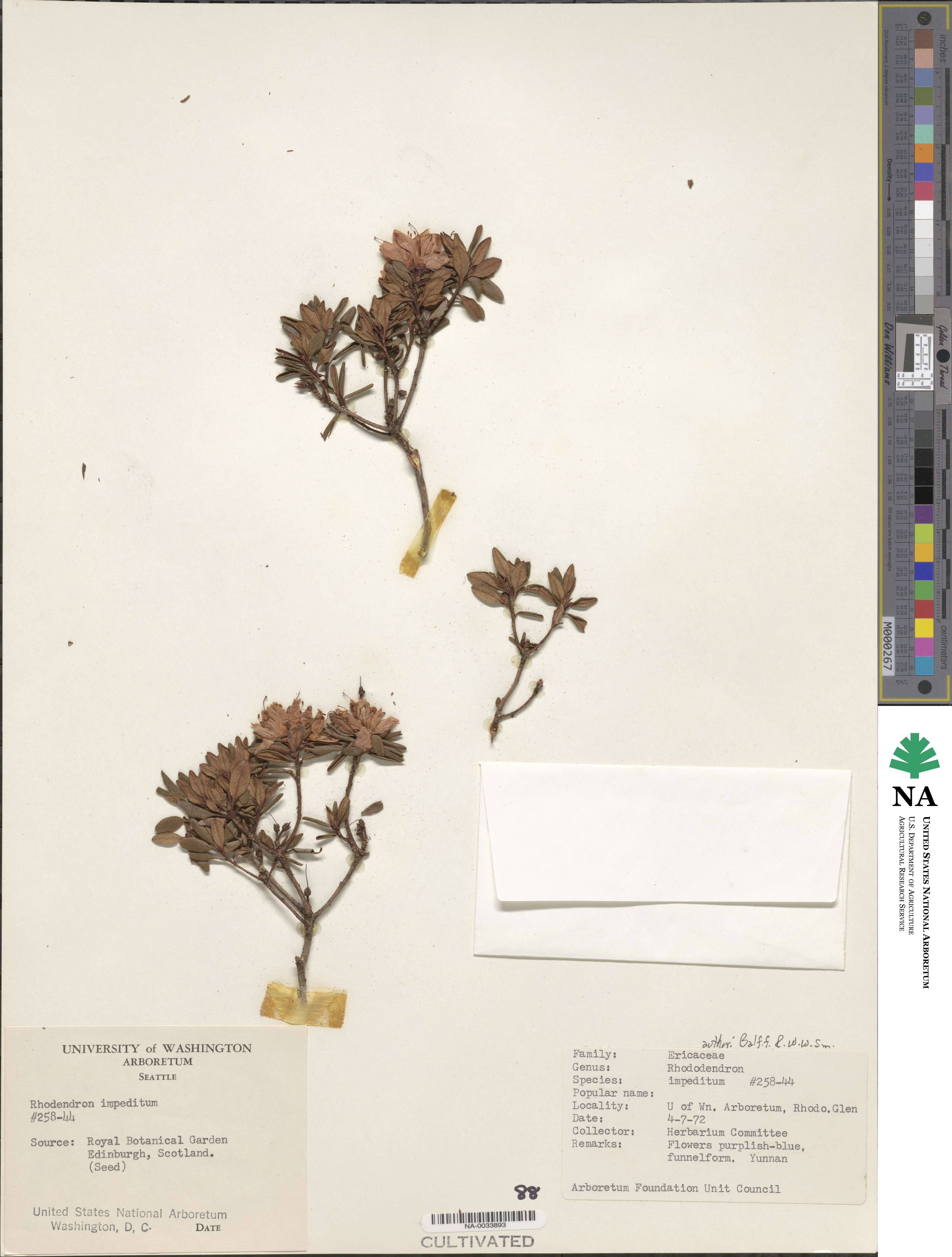 Rhododendron impeditum image