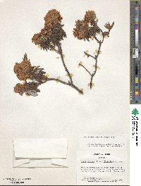 Rhododendron hypoleucum image