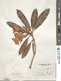 Rhododendron hyperythrum image