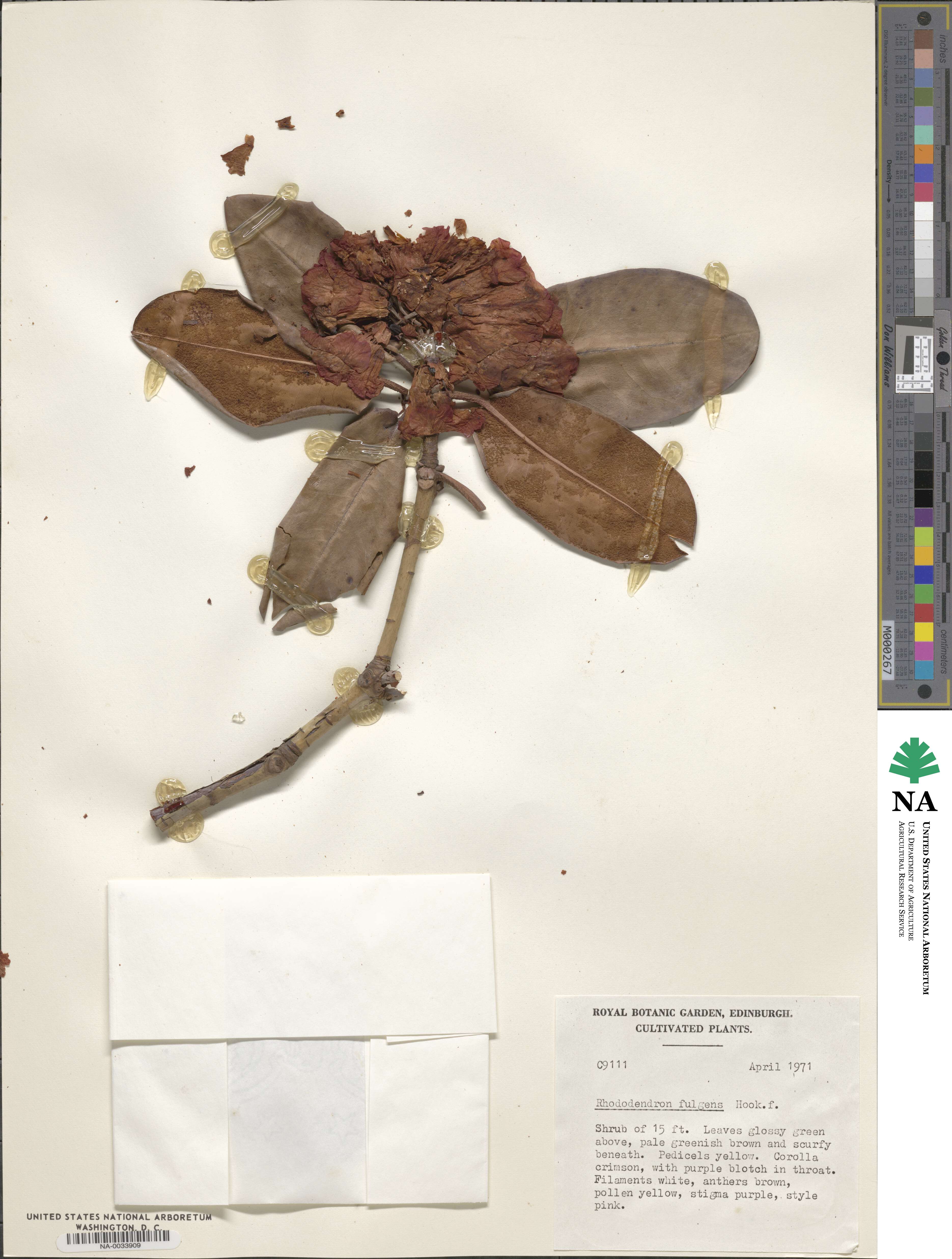 Rhododendron fulgens image