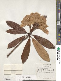 Rhododendron discolor image