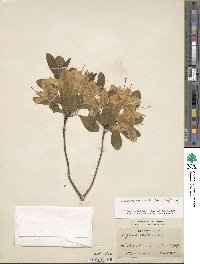 Rhododendron occidentale image