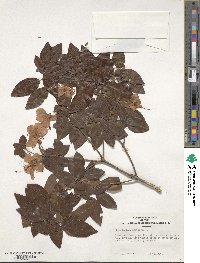 Rhododendron ovatum image