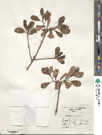 Rhododendron oreotrephes image