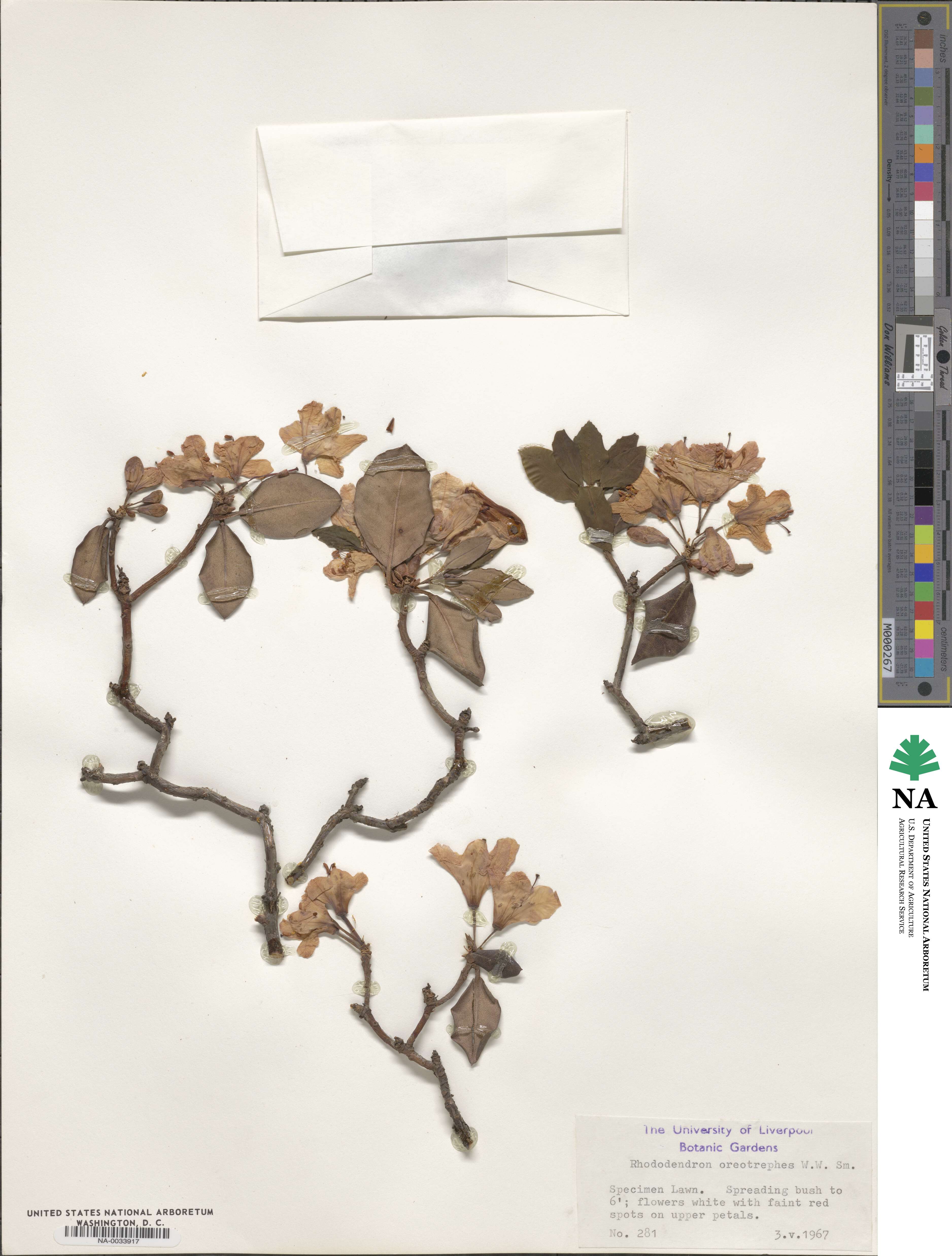 Rhododendron oreotrephes image