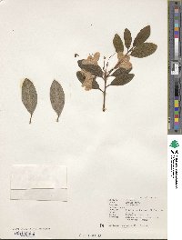 Rhododendron oreotrephes image