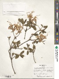 Rhododendron periclymenoides image