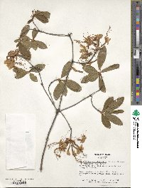 Rhododendron periclymenoides image
