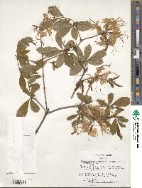 Rhododendron periclymenoides image