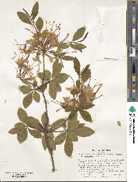 Rhododendron periclymenoides image