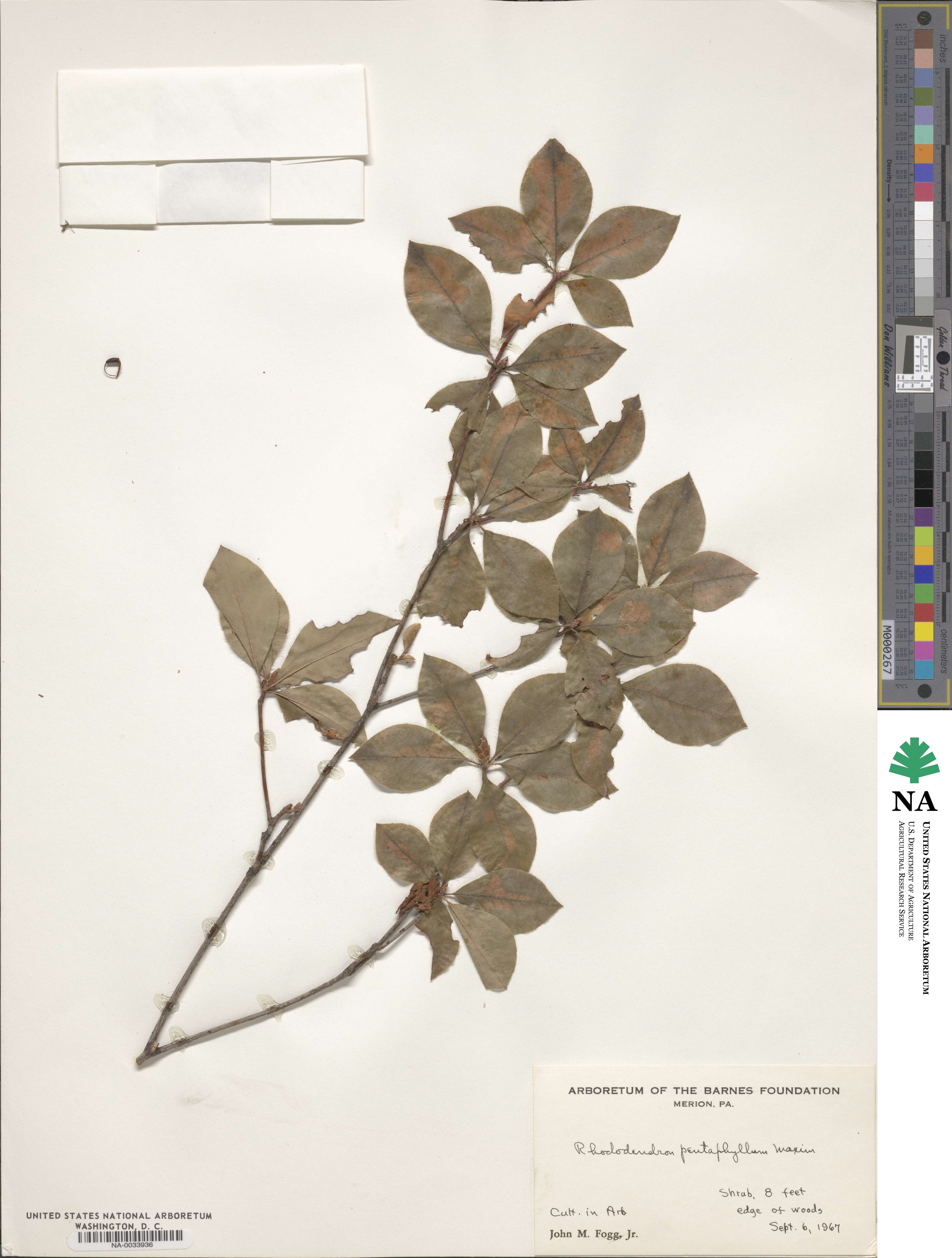 Rhododendron pentaphyllum image