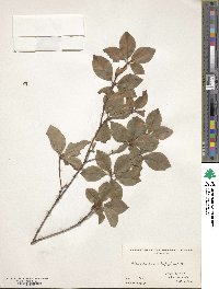 Rhododendron pentaphyllum image