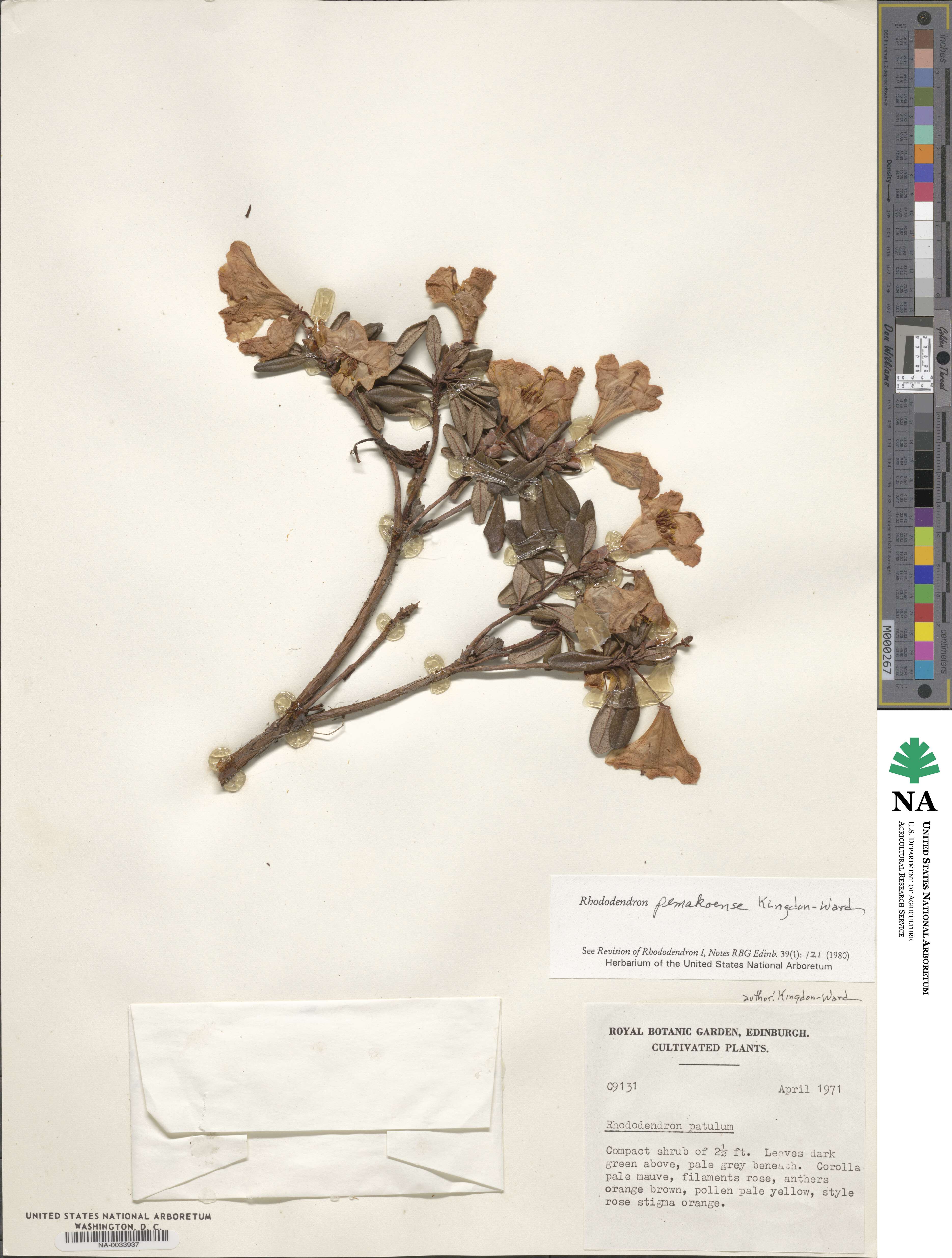 Rhododendron pemakoense image