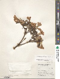 Rhododendron pemakoense image