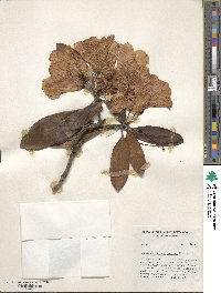 Rhododendron pachytrichum image