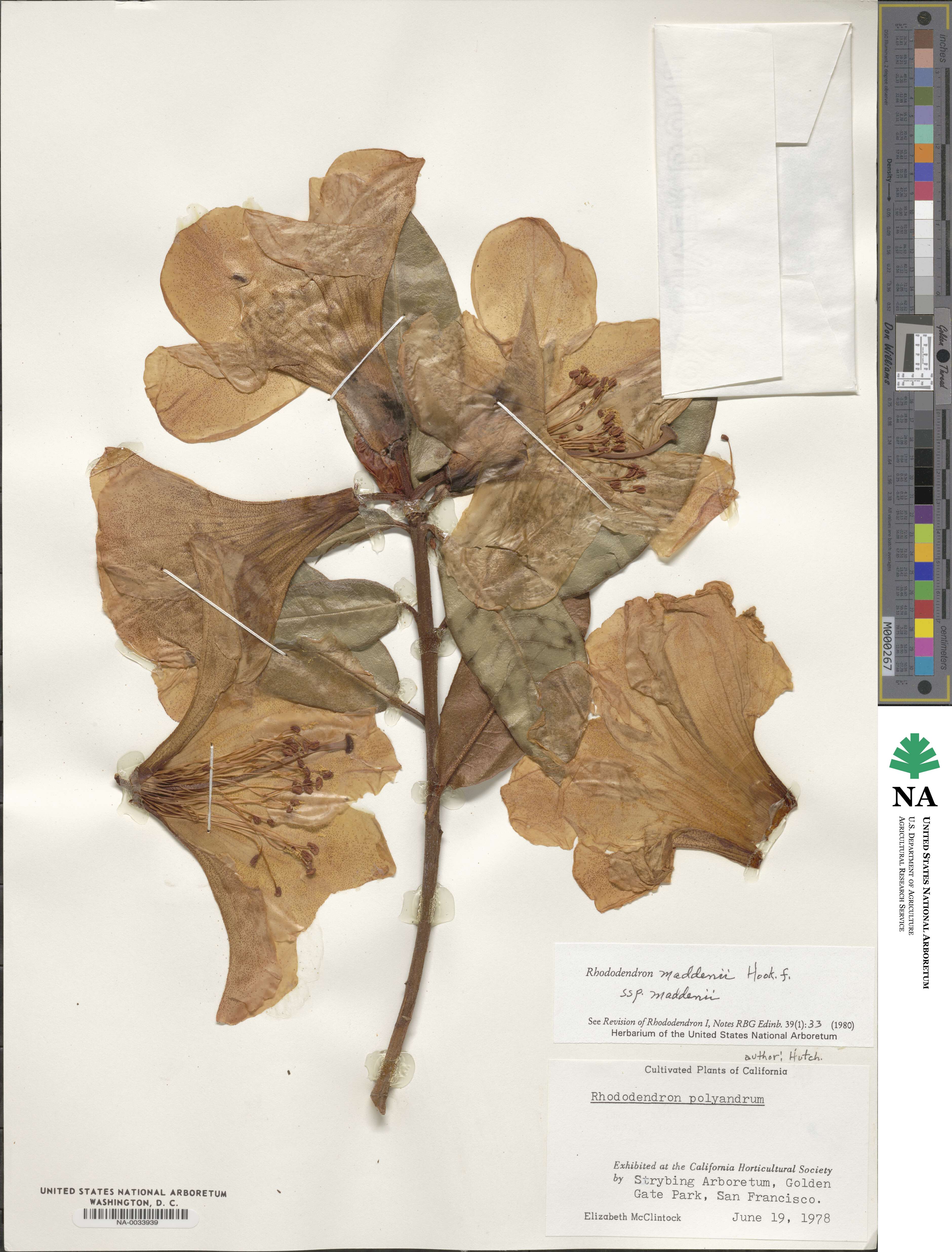 Rhododendron maddenii image