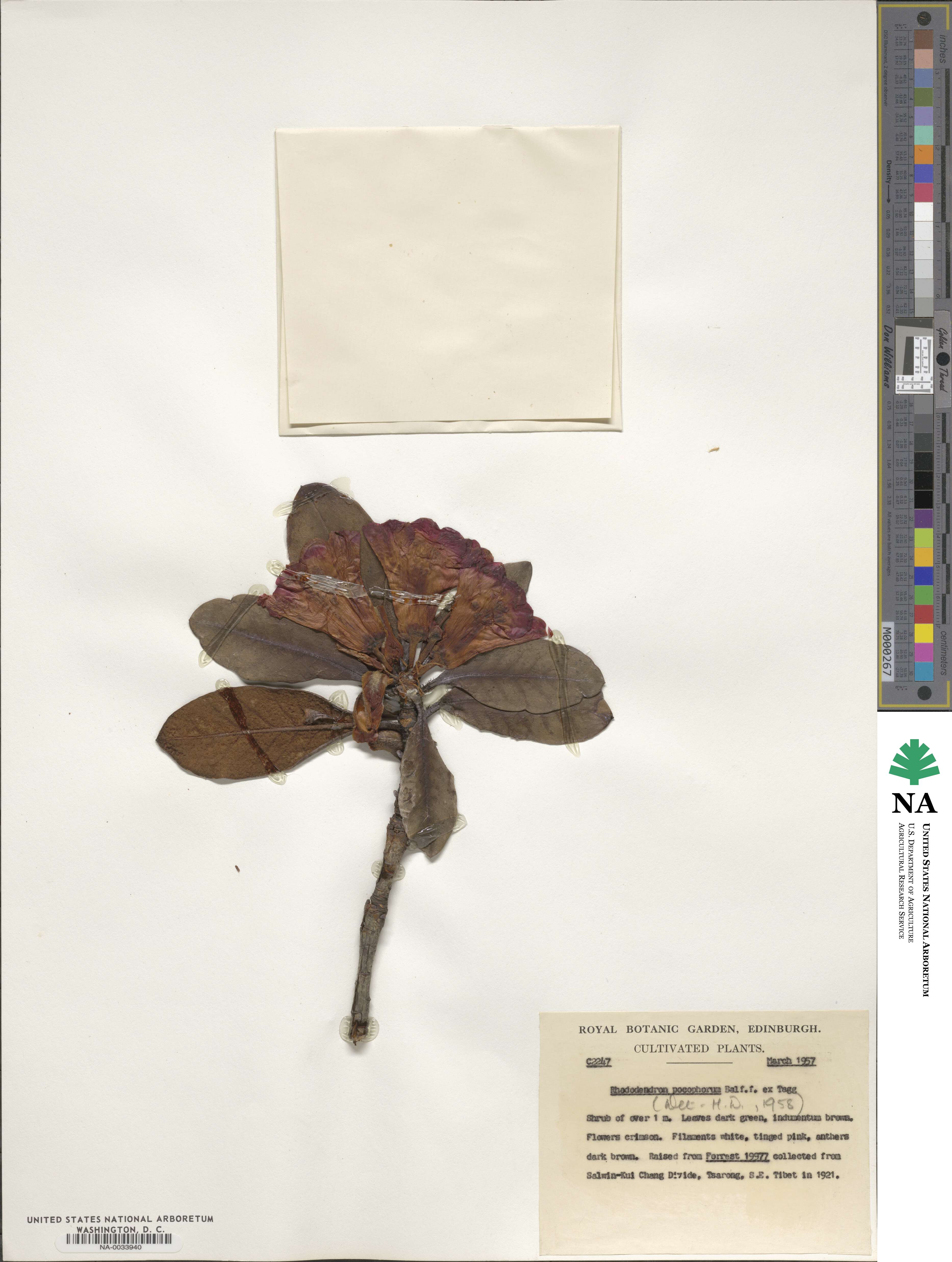 Rhododendron pocophorum image