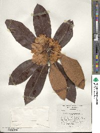 Rhododendron phaeochrysum image
