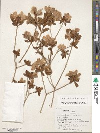 Rhododendron ponticum subsp. ponticum image