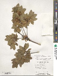 Rhododendron ponticum image