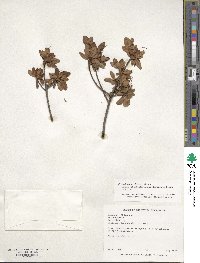 Rhododendron ponticum subsp. ponticum image