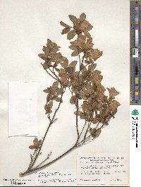 Rhododendron ponticum subsp. ponticum image