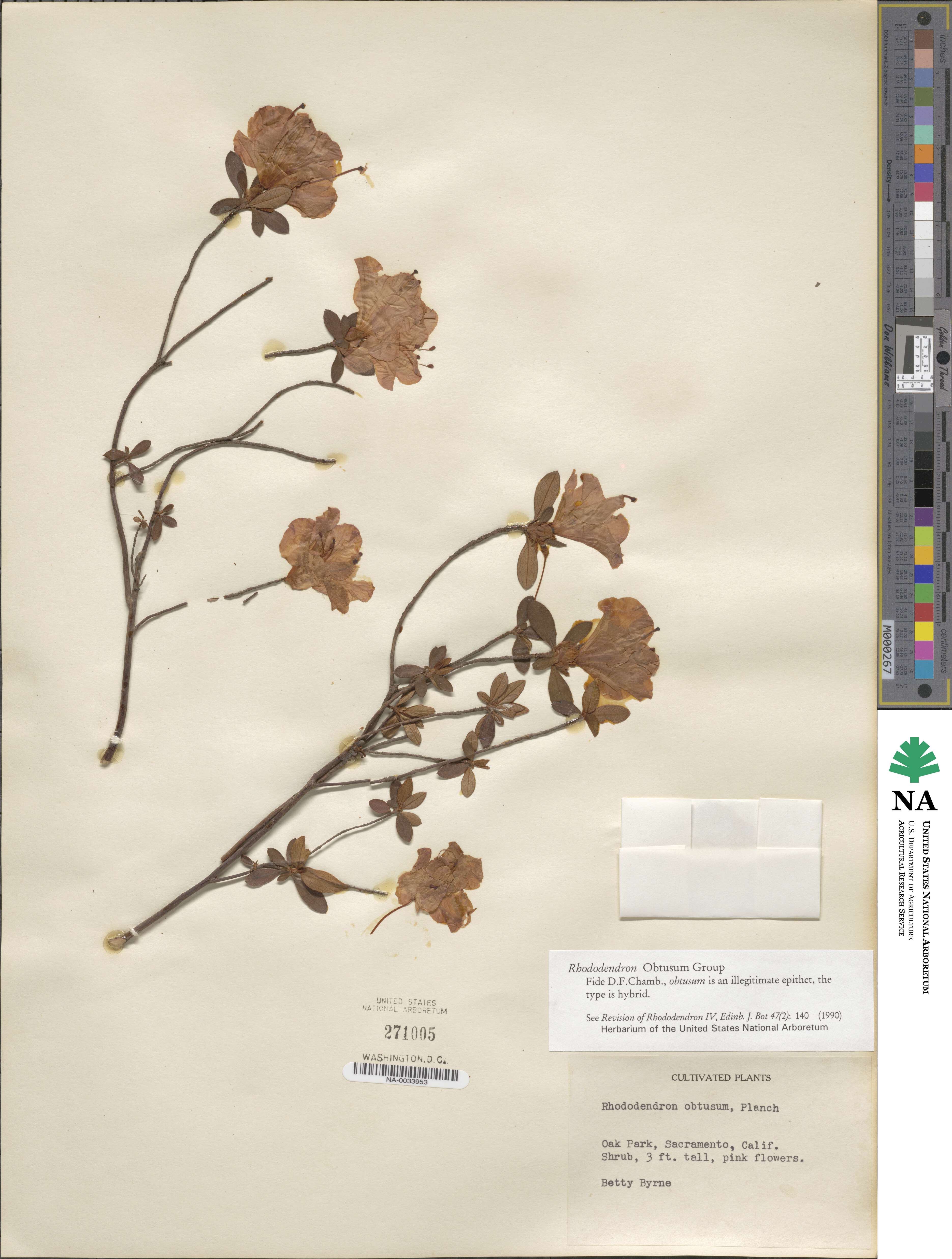 Rhododendron ponticum image