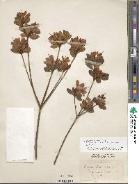 Rhododendron ponticum subsp. ponticum image