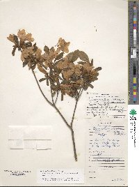 Rhododendron ponticum subsp. ponticum image