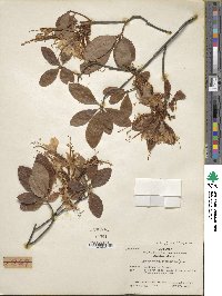 Rhododendron occidentale image